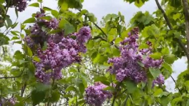 Hoş kokulu çiçek açan leylaklar. Şırınga müstehcenliği. Güzel mor çiçekler. Stok videosu. 4K