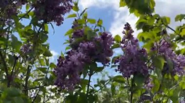 Hoş kokulu çiçek açan leylaklar. Şırınga müstehcenliği. Güzel mor çiçekler. Stok videosu. 4K