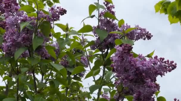 Virágzó Orgonák Kellemes Illattal Syringa Vulgaris Gyönyörű Lila Virágok Készletfelvétel — Stock videók
