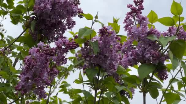 Kwitnące Bzy Przyjemnym Zapachu Strzykawka Vulgaris Piękne Purpurowe Kwiaty Filmik — Wideo stockowe