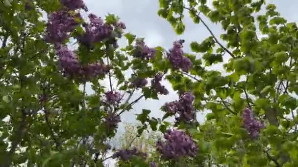 Floração Lilases Com Uma Fragrância Agradável Syringa Vulgaris Belas Flores — Vídeo de Stock
