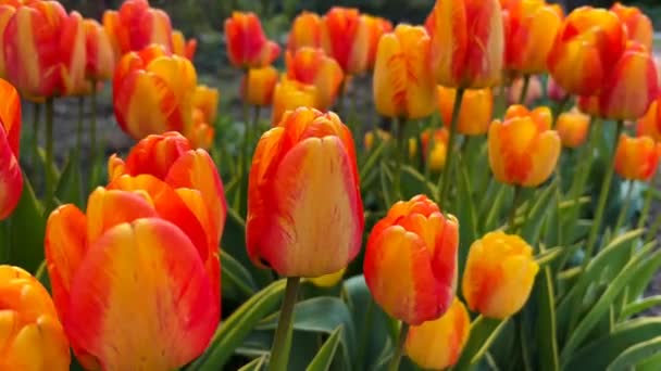 Tulipani Magnificamente Fioriti Primavera Video Scorta — Video Stock