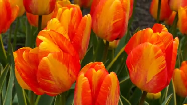 Vackert Blommande Tulpaner Våren Stock Video — Stockvideo