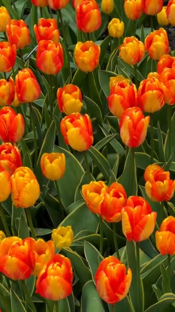 Krásně Kvetoucí Tulipány Jaře Akciové Video — Stock video