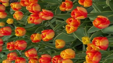 İlkbaharda güzel açan laleler. Stok videosu. 4K