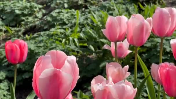 Schön Blühende Tulpen Frühling Archivvideo — Stockvideo