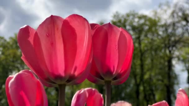 Cantik Mekar Tulip Musim Semi Video Saham — Stok Video