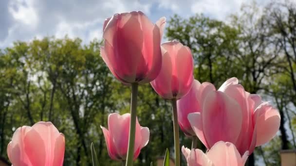 Vackert Blommande Tulpaner Våren Stock Video — Stockvideo