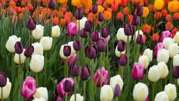 Красиво Цветущие Тюльпаны Весной Склад Видео — стоковое видео