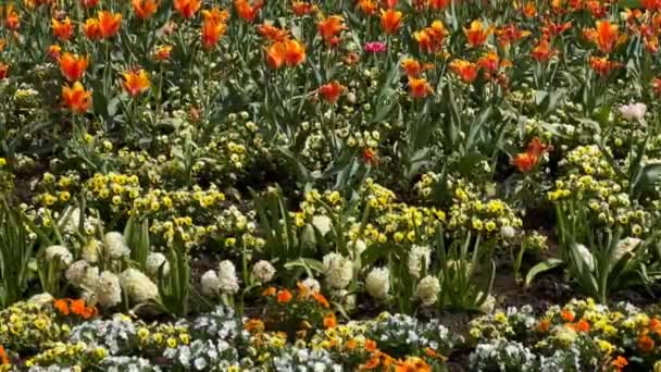 Barevné Kvetoucí Květiny Městském Parku Jaře Akciové Video — Stock video