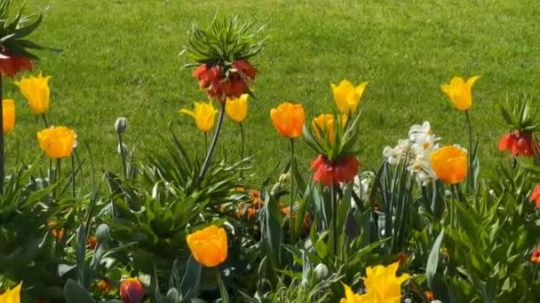 Flores Colores Florecientes Parque Ciudad Primavera Vídeo Archivo — Vídeo de stock