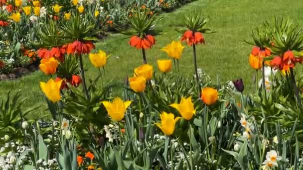 Färgglada Blommande Blommor Stadspark Våren Stock Video — Stockvideo