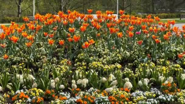 Lkbaharda Bir Şehir Parkında Renkli Çiçekler Açarlar Stok Videosu — Stok video