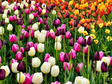 Baharda şehir parkında renkli laleler.