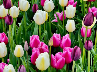 Colorful tulips in a city park in springtime. clipart