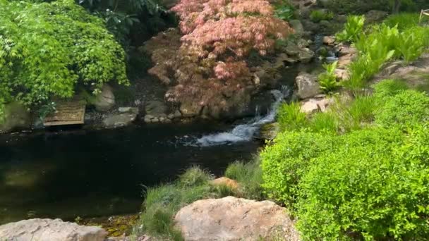 Ruisseau Cristallin Entouré Une Nature Magique Vidéo Stock — Video