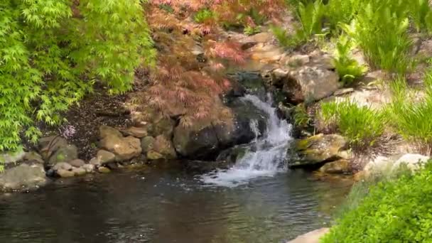 水晶清澈的溪流被神奇美丽的大自然所环绕 库存视频 — 图库视频影像