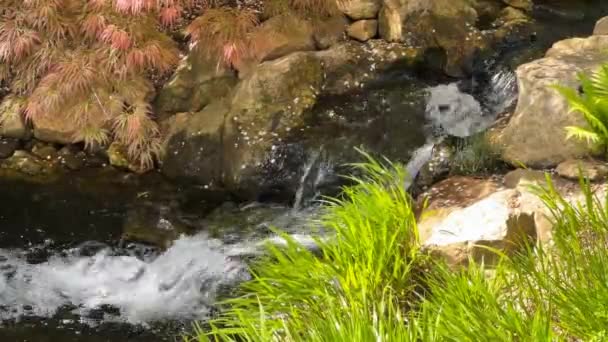 魔法のように美しい自然に囲まれたクリスタルクリアストリーム ストックビデオだ — ストック動画