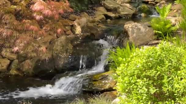 Corriente Cristalina Rodeada Una Naturaleza Mágicamente Hermosa Vídeo Archivo — Vídeos de Stock