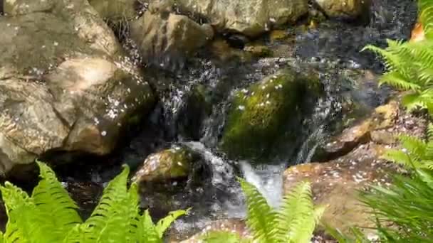 Corriente Cristalina Rodeada Una Naturaleza Mágicamente Hermosa Vídeo Archivo — Vídeo de stock