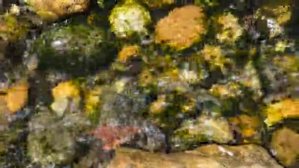 Corriente Cristalina Rodeada Una Naturaleza Mágicamente Hermosa Vídeo Archivo — Vídeos de Stock