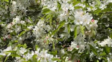 İlkbaharda açan elma ağacının lüks beyaz ve pembe çiçekleri. Stok videosu. 4K