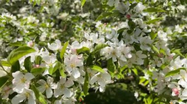 İlkbaharda açan elma ağacının lüks beyaz ve pembe çiçekleri. Stok videosu. 4K
