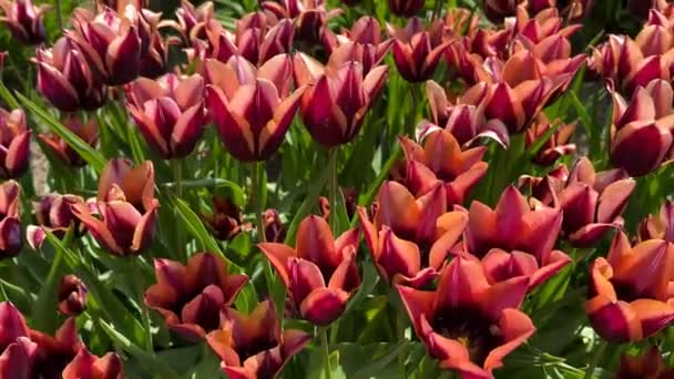 Renkli Lalelerin Çiçek Açtığı Sihirli Dünya Stok Videosu — Stok video