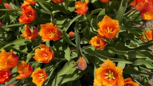 Renkli Lalelerin Çiçek Açtığı Sihirli Dünya Stok Videosu — Stok video