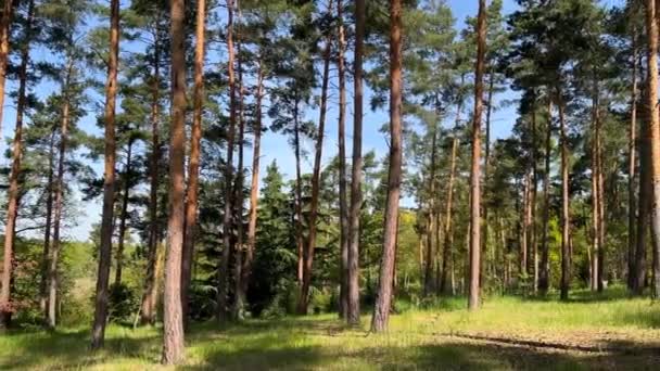 Bosque Pinos Calmante Curativo Primavera Contra Cielo Azul Vídeo Archivo — Vídeos de Stock