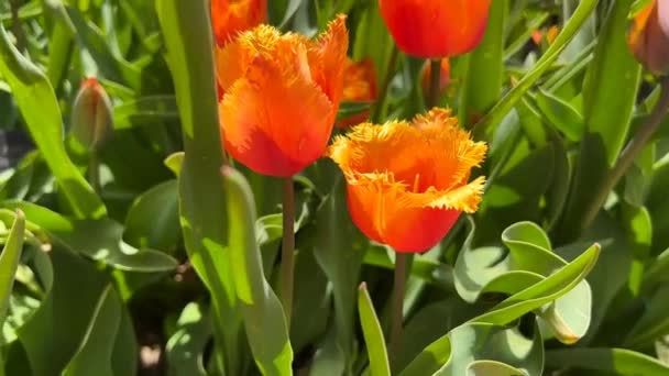 Színes Tulipánok Varázslatos Világa Virágzik Készletfelvétel — Stock videók