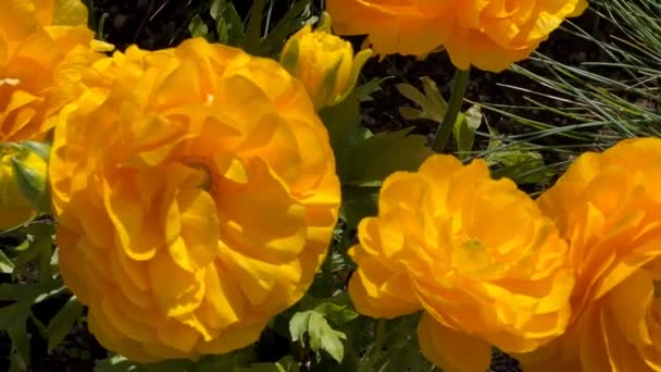Magiczny Świat Kwitnących Kolorowych Kwiatów Filmik — Wideo stockowe