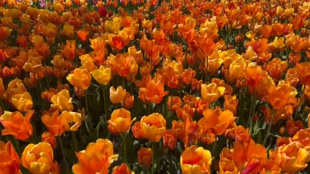 Kouzelný Svět Rozkvetlých Barevných Tulipánů Akciové Video — Stock video