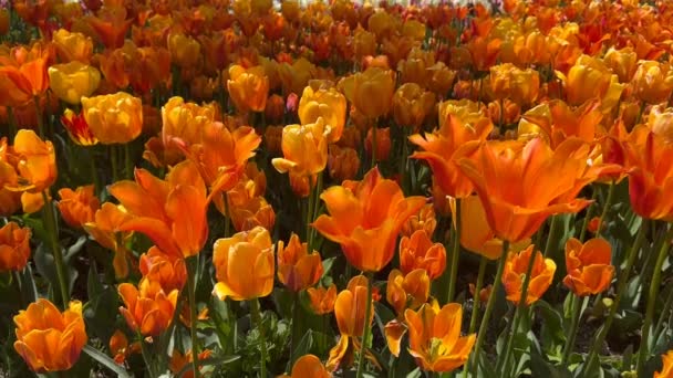 Dunia Ajaib Berwarna Warni Tulip Mekar Video Saham — Stok Video