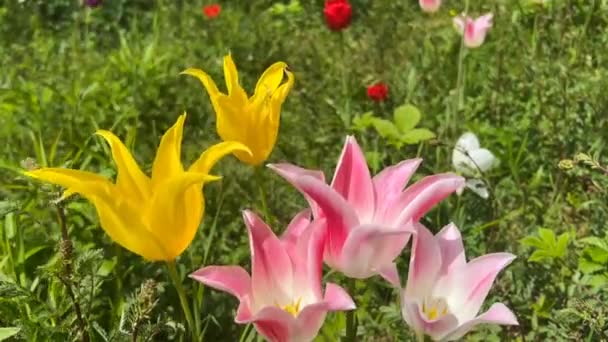 Monde Magique Des Tulipes Colorées Fleurs Vidéo Stock — Video