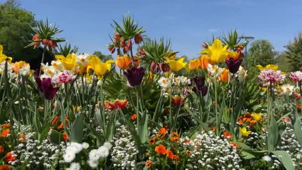 Kouzelný Svět Kvetoucích Barevných Květin Proti Modré Obloze Akciové Video — Stock video