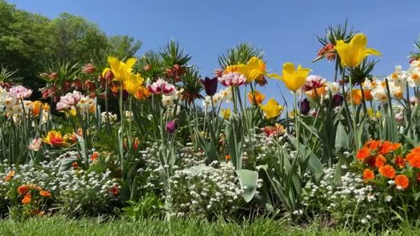 Magiczny Świat Kwitnących Kolorowych Kwiatów Tle Błękitnego Nieba Filmik — Wideo stockowe
