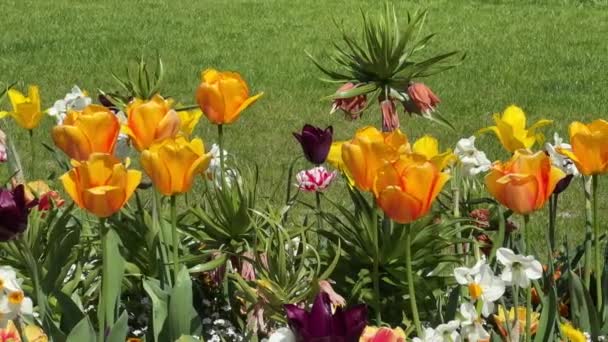 Virágzó Színes Virágok Varázslatos Világa Készletfelvétel — Stock videók