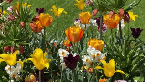 Magische Wereld Van Bloeiende Kleurrijke Bloemen Voorraadvideo — Stockvideo