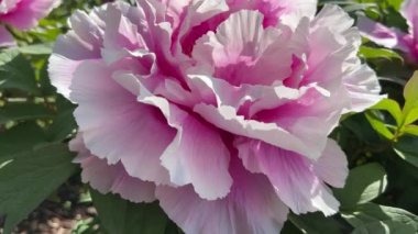 İlkbaharda şehir parkında çiçek açan şakayıklar. Büyülü güzel çiçek açan.