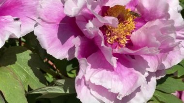 İlkbaharda şehir parkında çiçek açan şakayıklar. Büyülü güzel çiçek açan.