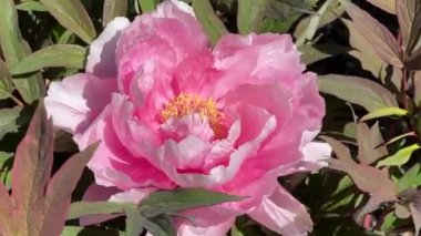 İlkbaharda şehir parkında çiçek açan şakayıklar. Büyülü güzel çiçek açan.