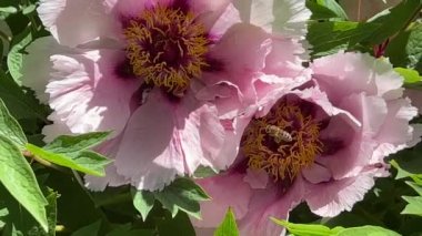 İlkbaharda şehir parkında çiçek açan şakayıklar. Büyülü güzel çiçek açan. 