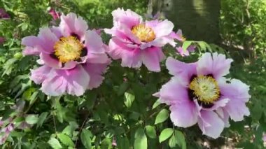 İlkbaharda şehir parkında çiçek açan şakayıklar. Büyülü güzel çiçek açan. 