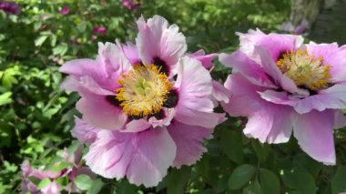 İlkbaharda şehir parkında çiçek açan şakayıklar. Büyülü güzel çiçek açan. 