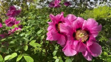 İlkbaharda şehir parkında çiçek açan şakayıklar. Büyülü güzel çiçek açan.