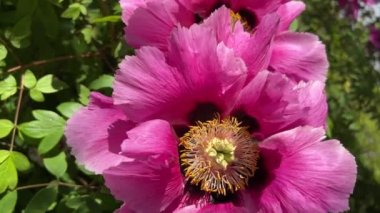 İlkbaharda şehir parkında çiçek açan şakayıklar. Büyülü güzel çiçek açan.