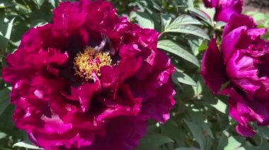 İlkbaharda şehir parkında çiçek açan şakayıklar. Büyülü güzel çiçek açan.