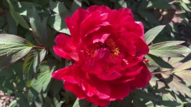 İlkbaharda şehir parkında çiçek açan şakayıklar. Büyülü güzel çiçek açan.