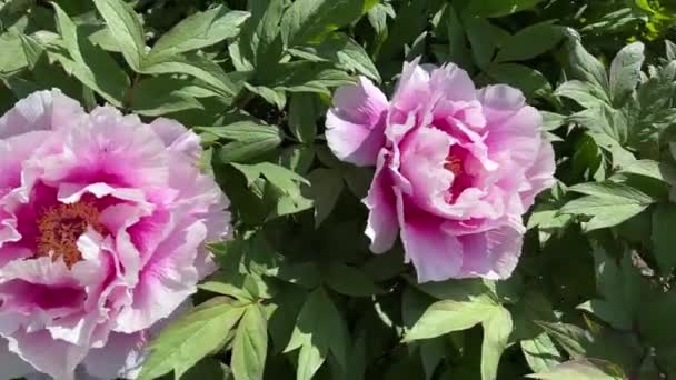 Piwonie Kwitną Parku Miejskim Wiosną Magicznie Piękne Kwitnące Kwiaty — Wideo stockowe
